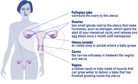 Uterine Fibroids 1